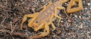 Arizona bark scorpion