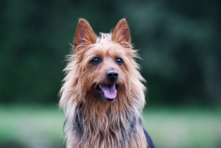 Summer portrait of black and sable tan purebred typical australian terrier. Pedigreed australian terrier dog outside with background of green grass. Smiling attractive doggy portrait with funny ears